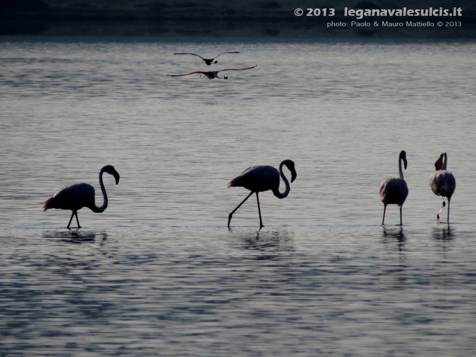 LNI Sulcis - Agosto 2013
