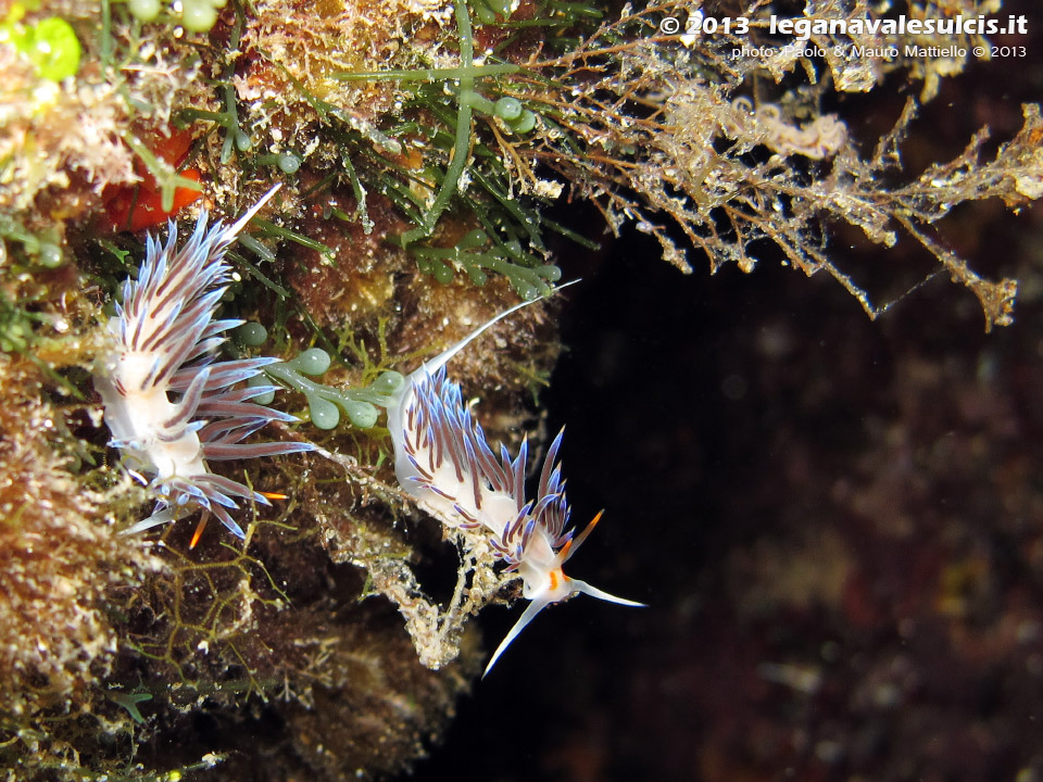 LNI Sulcis - Agosto 2013 - 2013 - Nudibranchi cratena (Cratena peregrina)