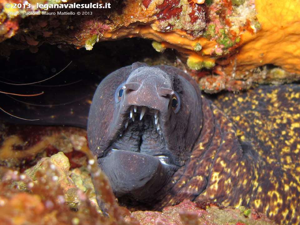 LNI Sulcis - Agosto 2013 - 2013 - Murena (Muraena helena)