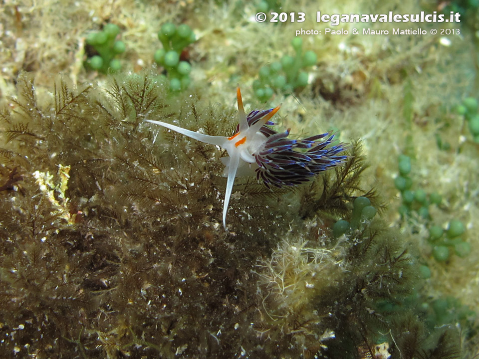 LNI Sulcis - Agosto 2013 - 2013 - Nudibranco cratena (Cratena peregrina)