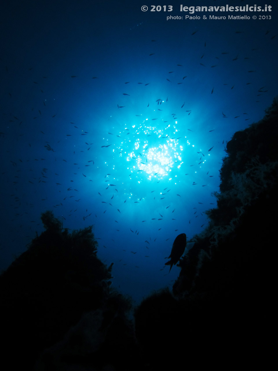 LNI Sulcis - Agosto 2013 - 2013 - Cala Galera, castagnole (Chromis chromis) controluce