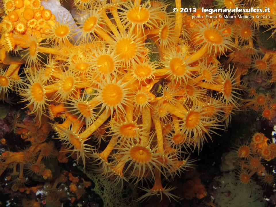 LNI Sulcis - Agosto 2013 - 2013 - Margherite di mare (Parazoanthus axinellae)