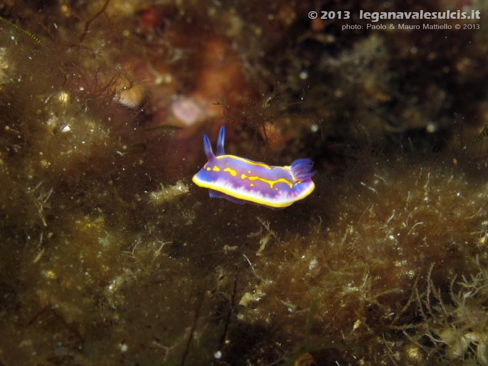 LNI Sulcis - Agosto 2013 - 2013 - Nudibranco Chromodoris britoi, assai piccolo (1,5 cm circa)