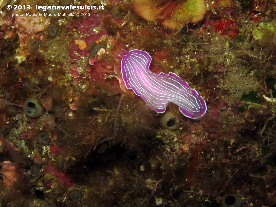 LNI Sulcis - Agosto 2013 - 2013 - Verme platelminta rosa (Prostheceraeus giebrecthii)