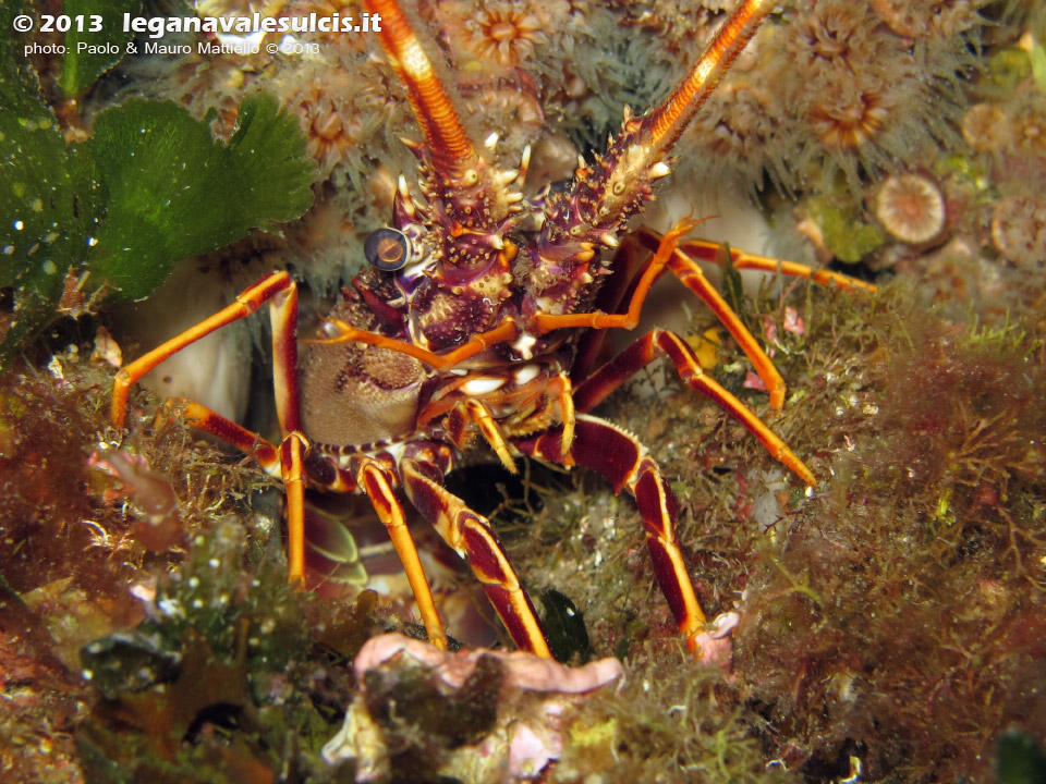 LNI Sulcis - Agosto 2013 - 2013 - Aragosta (Palinurus vulgaris)