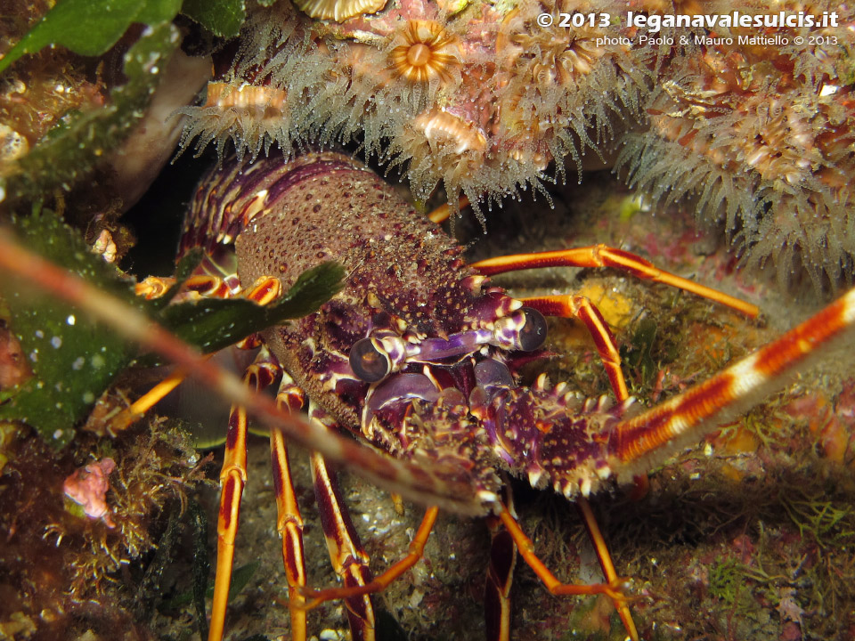 LNI Sulcis - Agosto 2013 - 2013 - Aragosta (Palinurus vulgaris) e madrepore (Caryophyllia sp.)