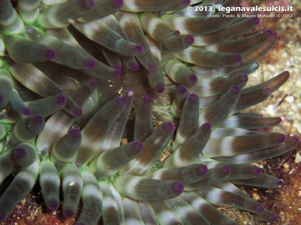 LNI Sulcis - Agosto 2013 - 2013 - Anemone Grosso (Cribrinopsis crassa), dettaglio