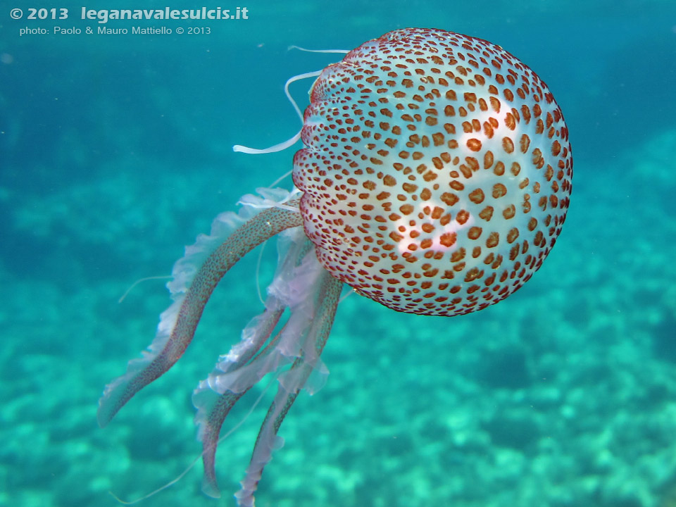 LNI Sulcis - Agosto 2013 - 2013 - Medusa Vespa di mare (Pelagia noctiluca)