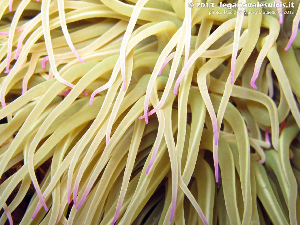 LNI Sulcis - Agosto 2013 - 2013 - Grosso anemone di mare (Actinia viridis)