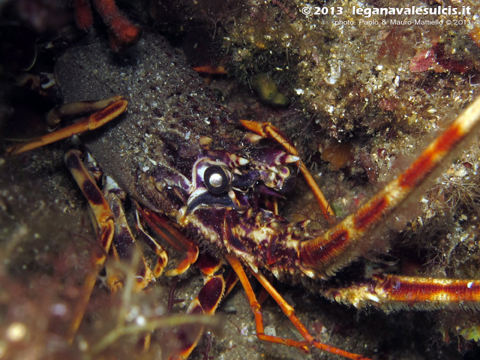 LNI Sulcis - Agosto 2013 - 2013 - Aragosta (Palinurus vulgaris)