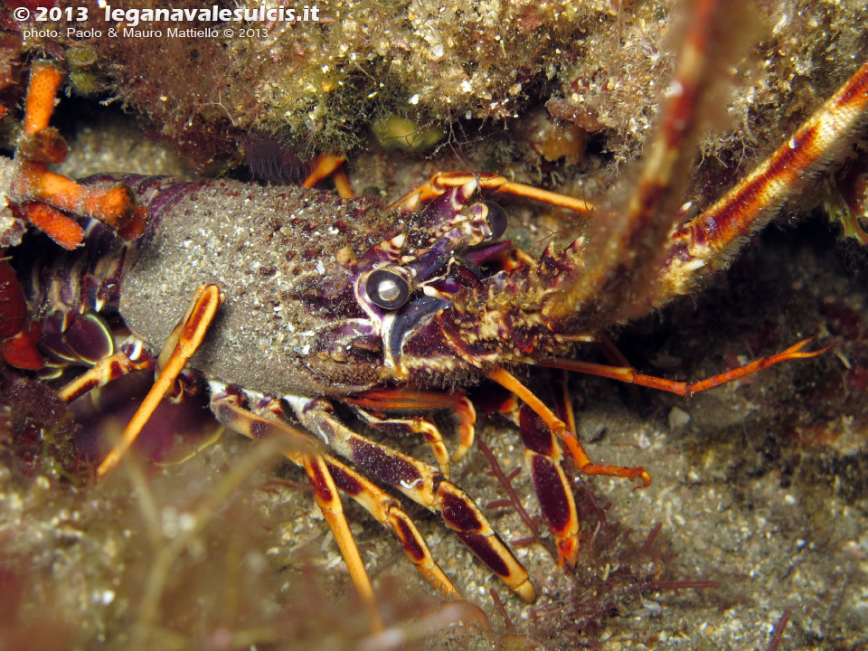 LNI Sulcis - Agosto 2013 - 2013 - Aragosta (Palinurus vulgaris)