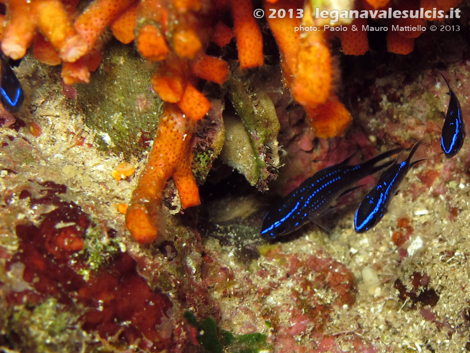 LNI Sulcis - Agosto 2013 - 2013 - Avannotti di castagnole (Chromis chromis) con ancora evidenti le macchie blu elettrico