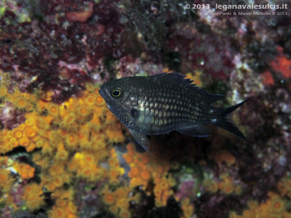 LNI Sulcis - Agosto 2013 - 2013 - Castagnola carica di uova (Chromis chromis)