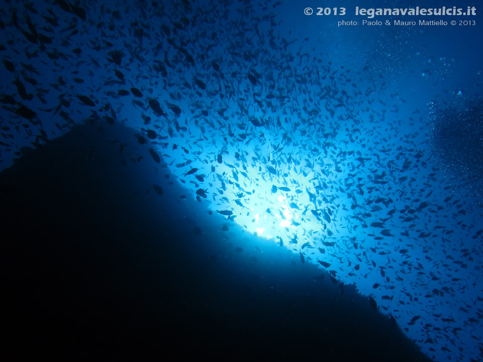 LNI Sulcis - Settembre 2013 - 2013 - Castagnole (Chromis chromis) e controluce profondo