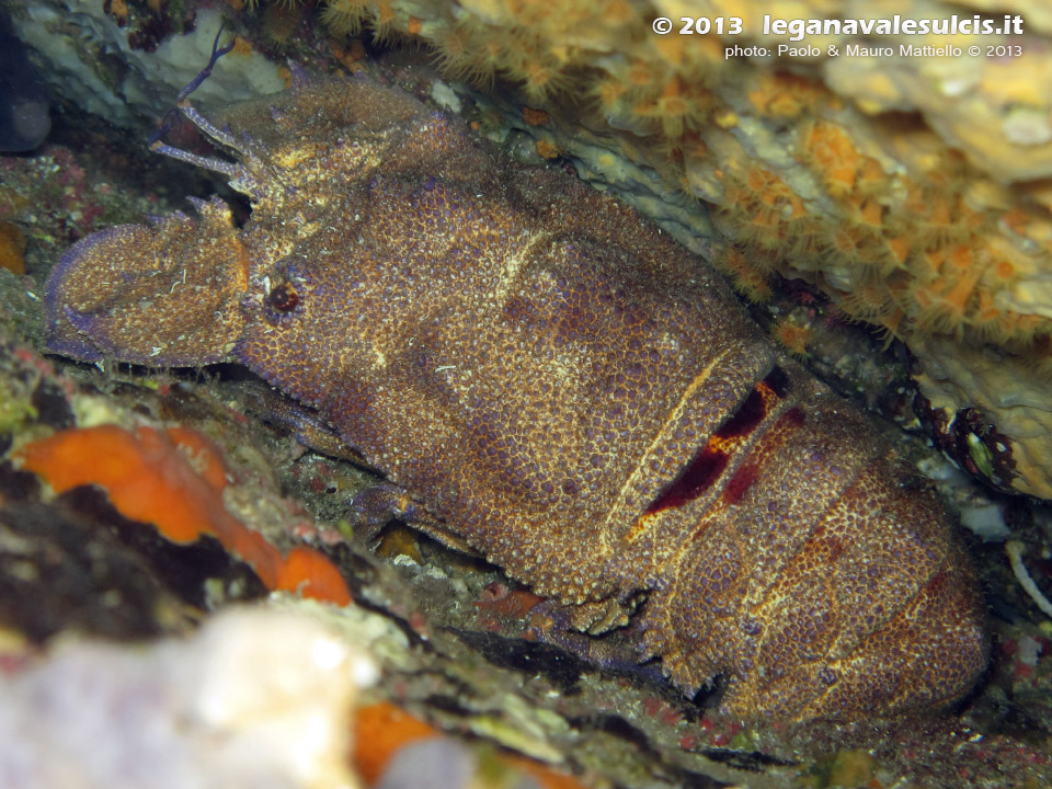 LNI Sulcis - Settembre 2013 - 2013 - Cicala di mare (Scyllarides latus)