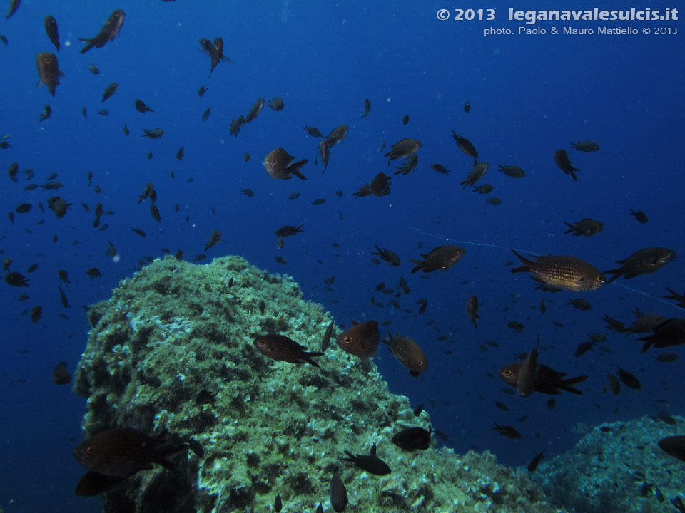 LNI Sulcis - Settembre 2013 - 2013 - Castagnole (Chromis chromis)