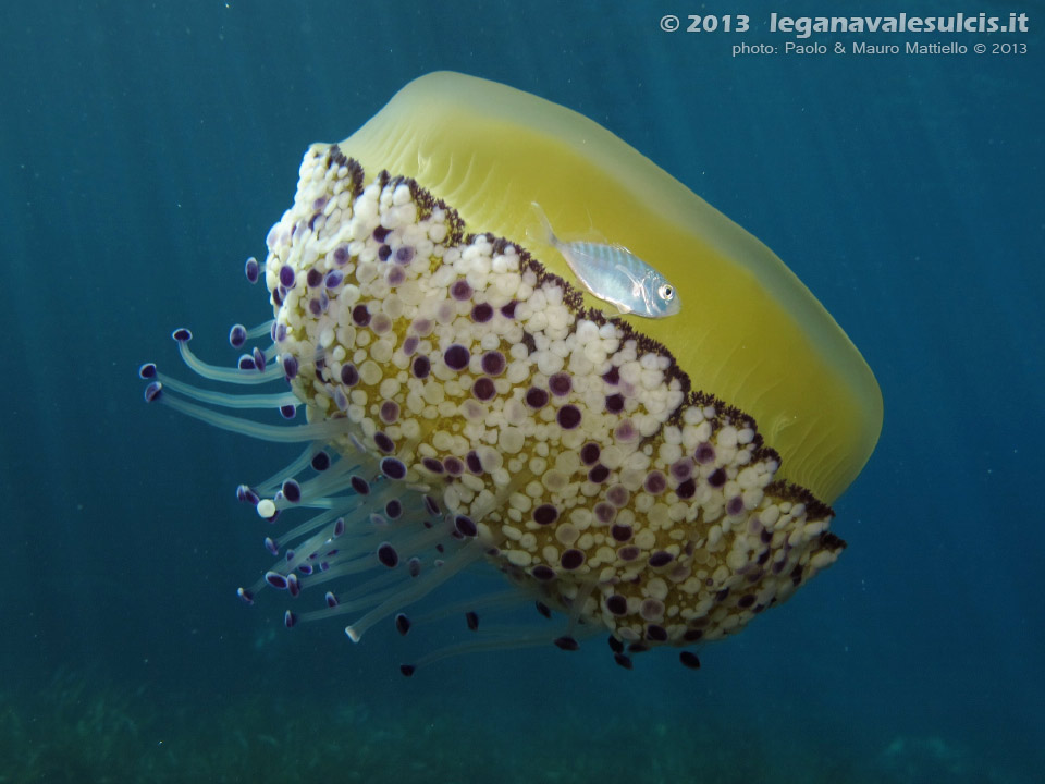 LNI Sulcis - Settembre 2013 - 2013 - Medusa Cassiopea Mediterranea (Cotylorhiza tuberculata) e avannotto di Sugarello (Trachurus trachurus)