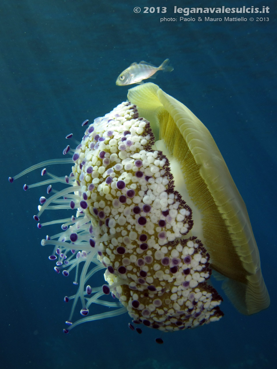 LNI Sulcis - Settembre 2013 - 2013 - Medusa Cassiopea Mediterranea (Cotylorhiza tuberculata)