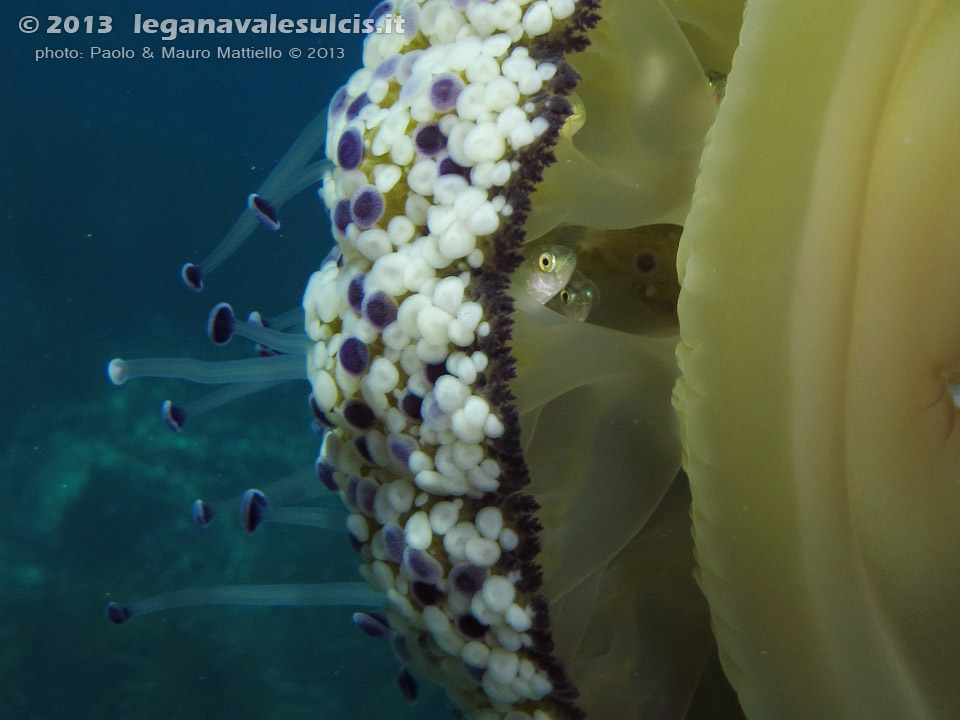 LNI Sulcis - Settembre 2013 - 2013 - Medusa Cassiopea Mediterranea (Cotylorhiza tuberculata) e avannotto di Sugarello (Trachurus trachurus)