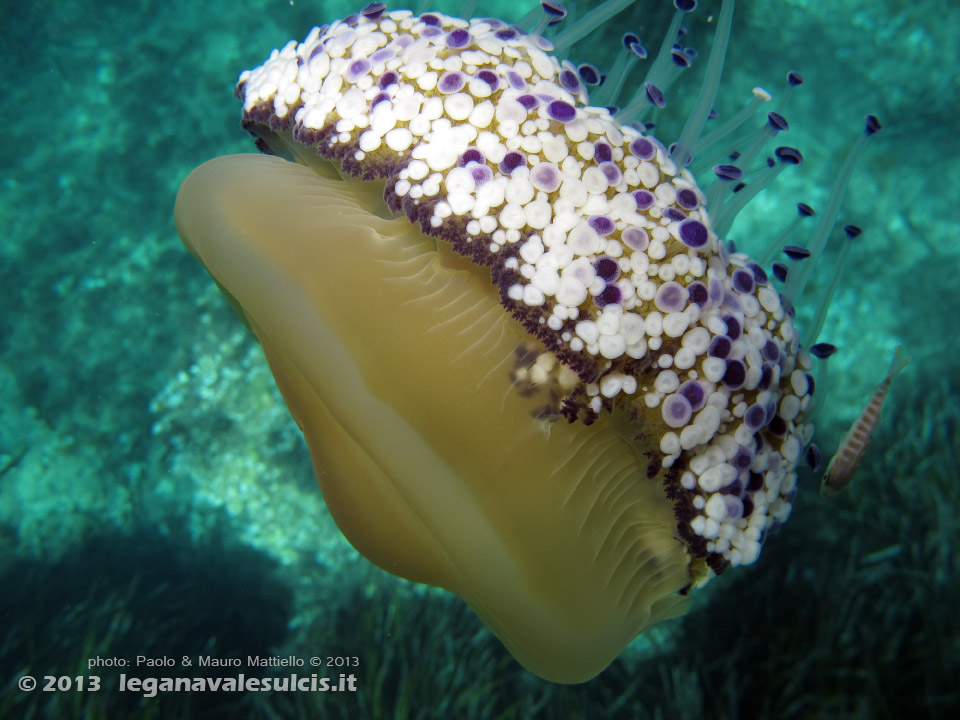 LNI Sulcis - Settembre 2013 - 2013 - Medusa Cassiopea Mediterranea (Cotylorhiza tuberculata)