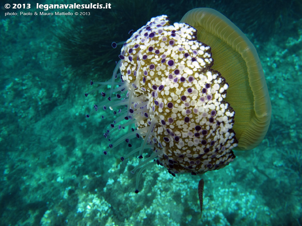 LNI Sulcis - Settembre 2013 - 2013 - Medusa Cassiopea Mediterranea (Cotylorhiza tuberculata)