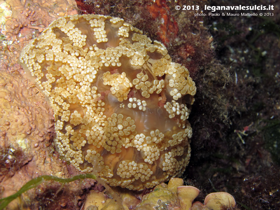 LNI Sulcis - Settembre 2013 - 2013 - Attinia Alicia (Alicia mirabilis) chiusa (si estroflette di notte)