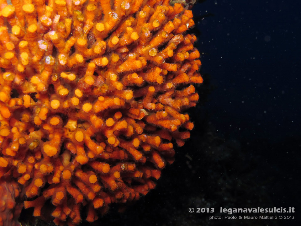 LNI Sulcis - Settembre 2013 - 2013 - Falso corallo (Myriapora truncata), comune briozoo