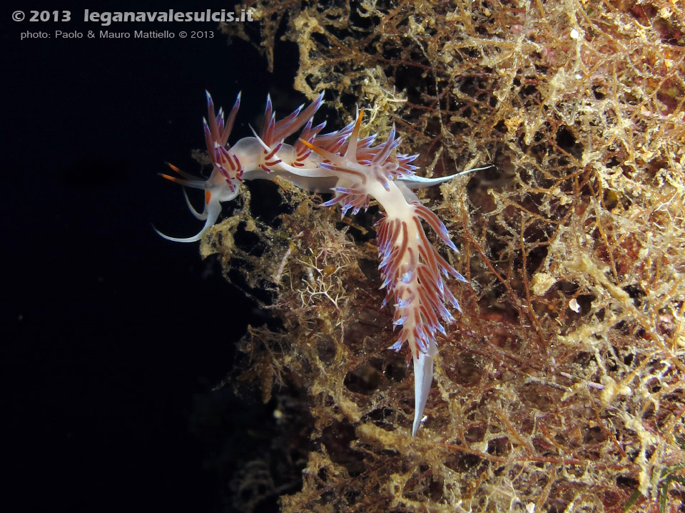 LNI Sulcis - Settembre 2013 - 2013 - Nudibranchi cratena (Cratena peregrina)