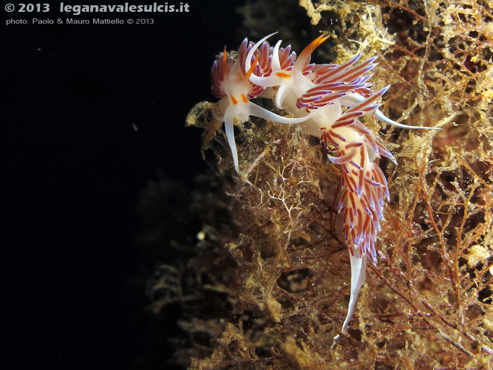 LNI Sulcis - Settembre 2013 - 2013 - Nudibranchi cratena (Cratena peregrina)