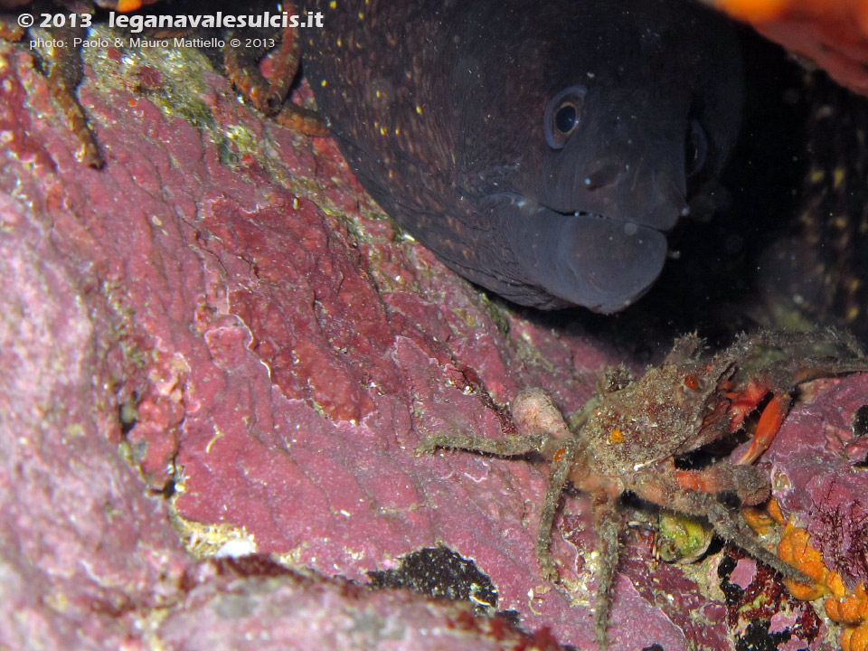 LNI Sulcis - Settembre 2013 - 2013 - Murena (Muraena helena) e piccola granceola (Maja squinado) in coabitazione