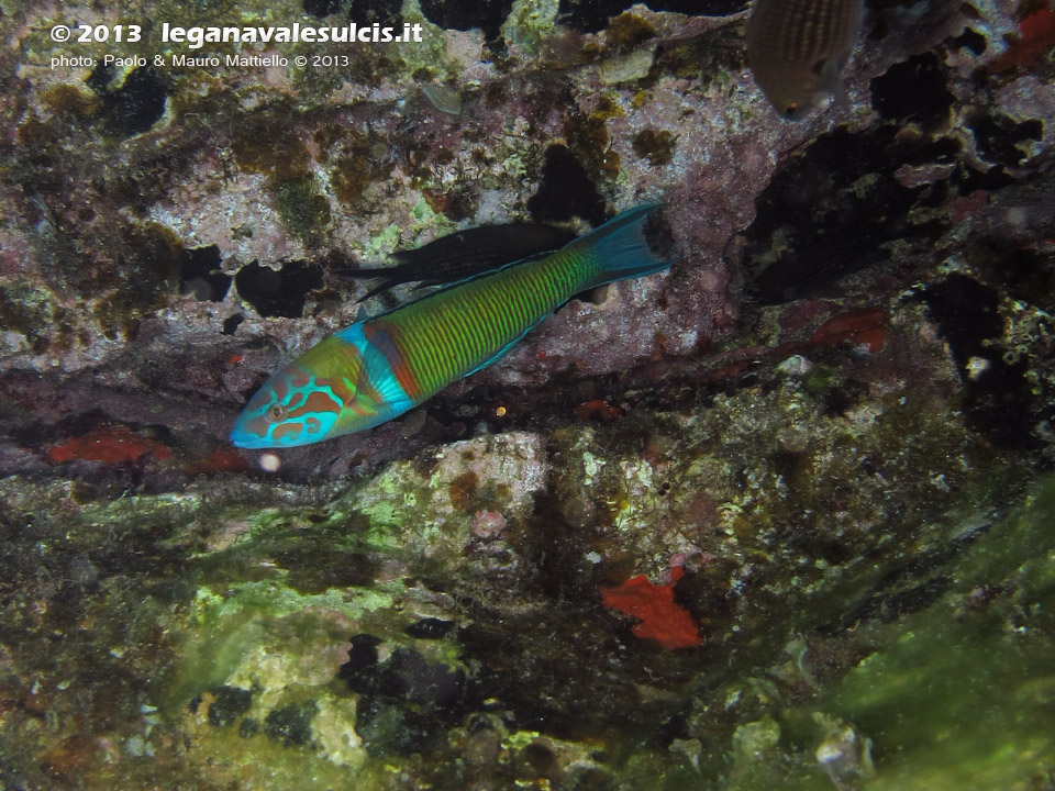 LNI Sulcis - Settembre 2013 - 2013 - Donzella pavonina, maschio (Thalassoma pavo)