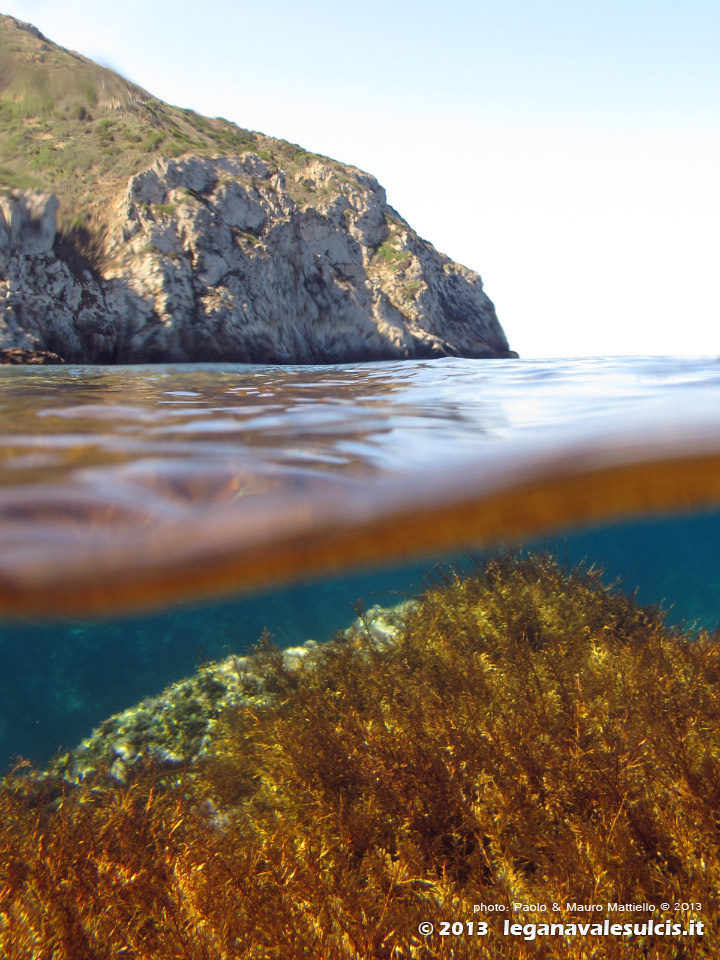 LNI Sulcis - Settembre 2013 - 2013 - Cala Aligusta a mezz'acqua e alghe Citoseira (Cystoseira sp.)