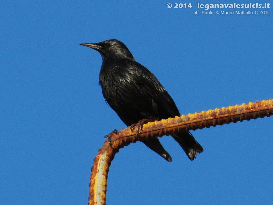 LNI Sulcis - Gennaio 2014,Porto Pino, storno nero
