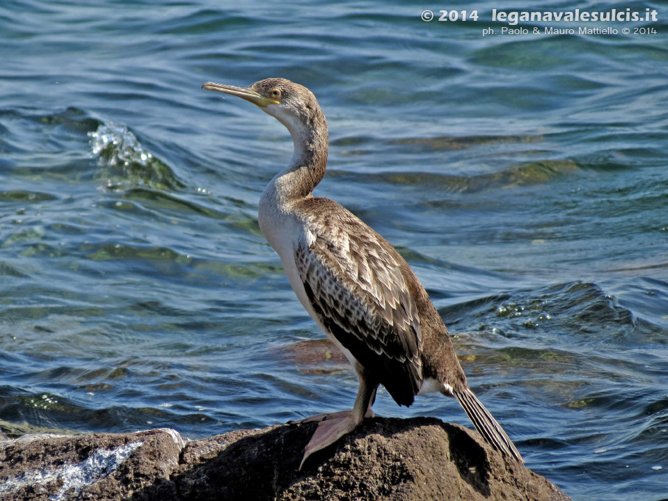 LNI Sulcis - Giugno 2014,Porto Pino, cormorano
