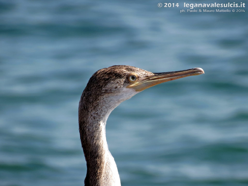 LNI Sulcis - Giugno 2014,Porto Pino, cormorano
