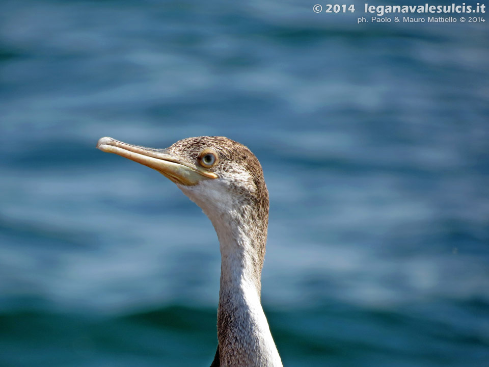 LNI Sulcis - Giugno 2014,Porto Pino, cormorano
