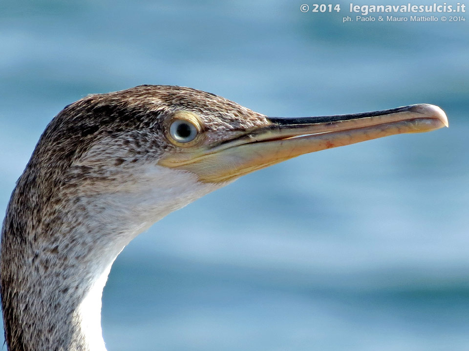 LNI Sulcis - Giugno 2014,Porto Pino, cormorano
