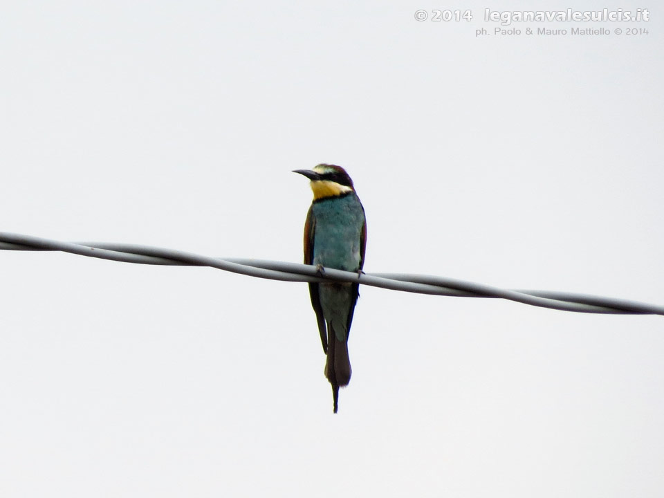 LNI Sulcis - Luglio 2014,gruccione (Merops apiaster)
