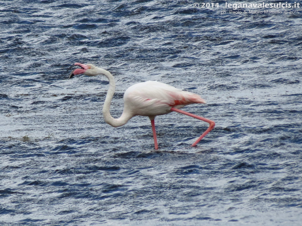 LNI Sulcis - Luglio 2014,stagno di Porto Pino, fenicottero
