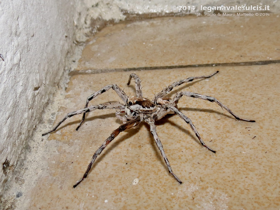 LNI Sulcis - Luglio 2014,Porto Pino, tarantola (Lycosa tarantula)
