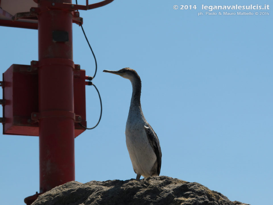 LNI Sulcis - Luglio 2014,cormorano sulla diga foranea di Porto Pino
