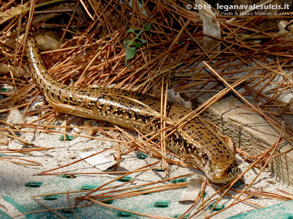 LNI Sulcis - Luglio 2014,gongilo sardo (Chalcides ocellatus), timido rettile della famiglia degli scincidi. In sardo, sosga.
