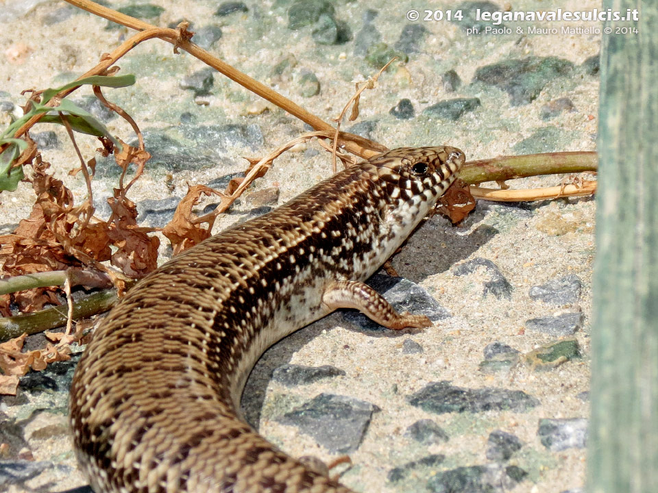 LNI Sulcis - Luglio 2014,gongilo sardo (Chalcides ocellatus), timido rettile della famiglia degli scincidi. In sardo, sosga.
