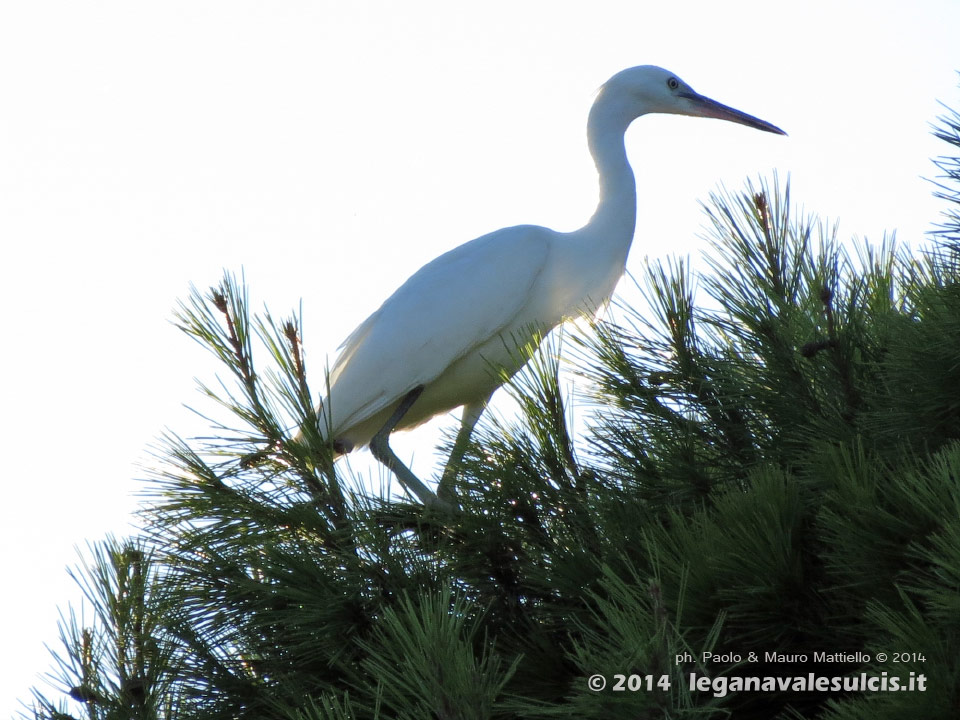 LNI Sulcis - Agosto 2014,Porto Pino, garzetta (Egretta garzetta)
