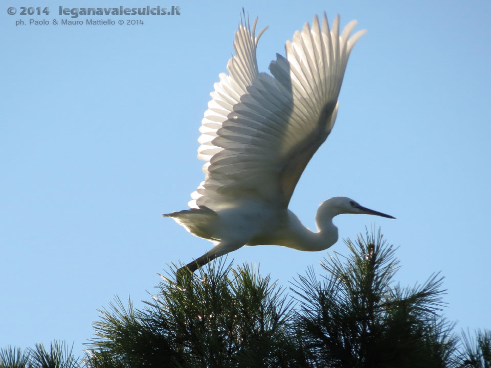 LNI Sulcis - Agosto 2014,garzetta (Garzetta egretta)
