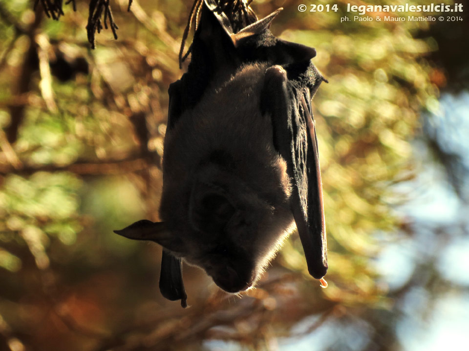 LNI Sulcis - Agosto 2014,pipistrello appena uscito da uno dei tunnel della batteria Candiani
