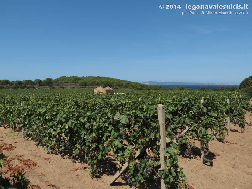 LNI Sulcis - Agosto 2014,vigneti di Cala Su Turcu
