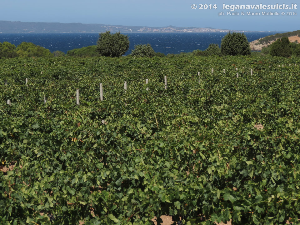 LNI Sulcis - Agosto 2014,vigneti di Cala Su Turcu
