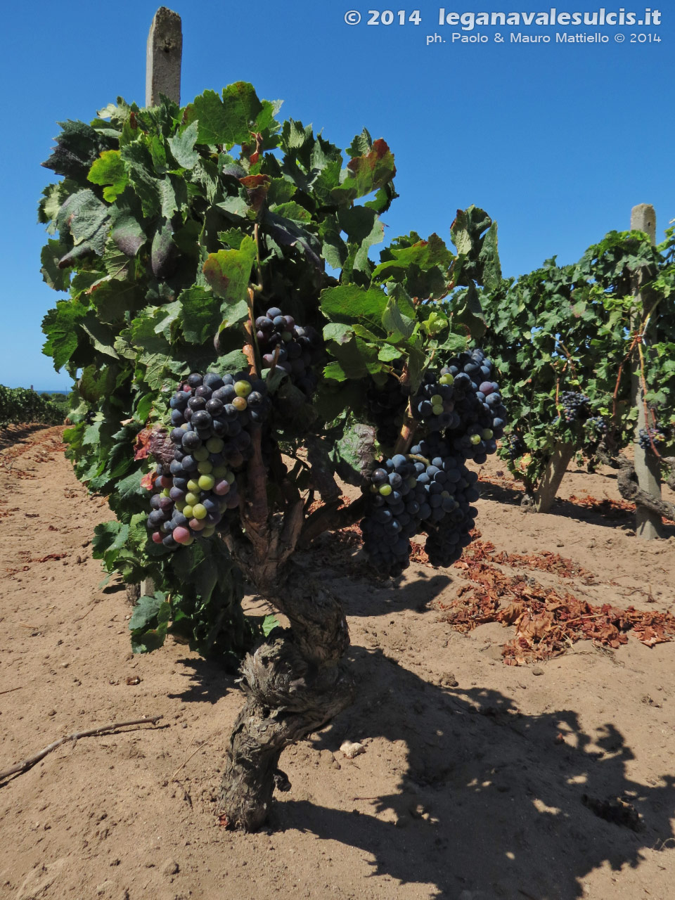 LNI Sulcis - Agosto 2014,vigneti di Cala Su Turcu
