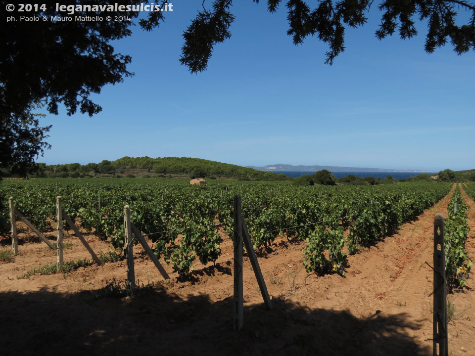 LNI Sulcis - Agosto 2014,vigneti di Cala Su Turcu
